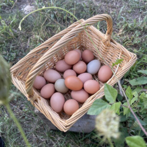 Eggs